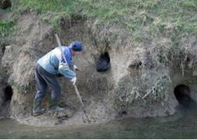 tane di nutria in un argine