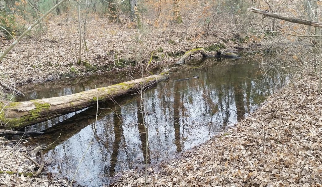 Lo stagno 2 prima della ricavatura