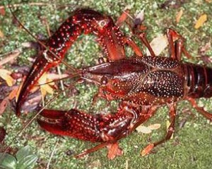 Procambarus clarkii (Gambero rosso della Louisiana)             