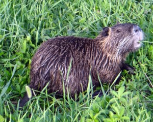 Myocastor coypus (Nutria)       